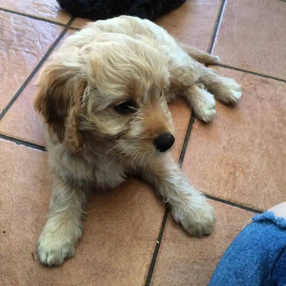 sad Cavapoo puppy on the floor