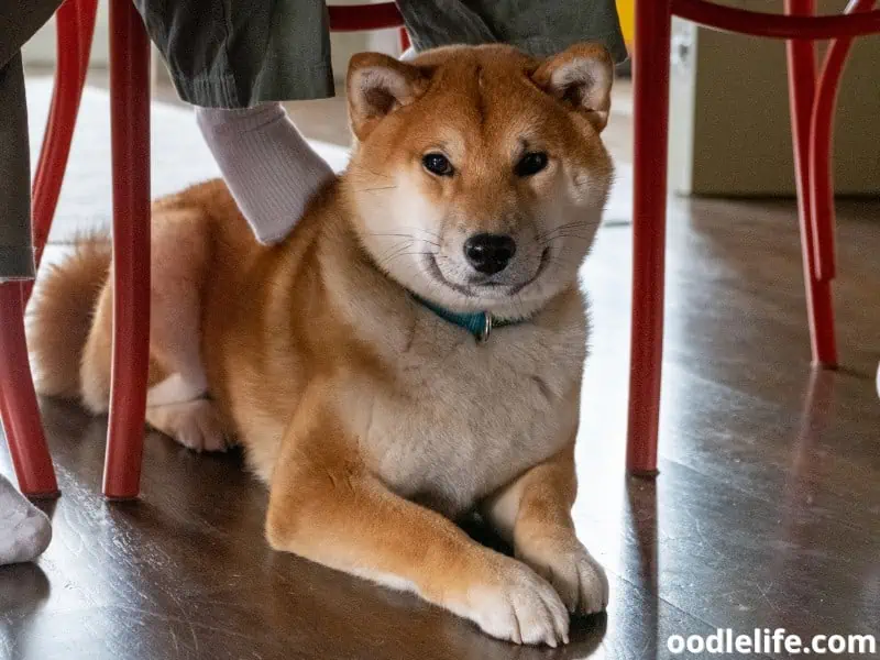 Shiba Inu stays under the chair