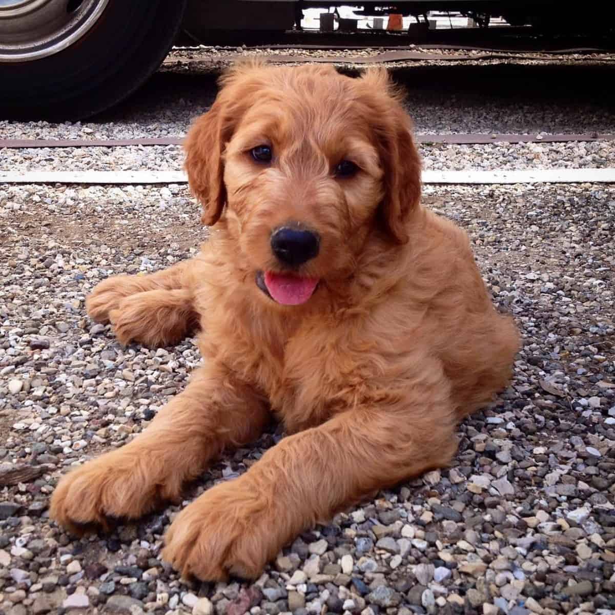 sitting Goldendoodle in the parking