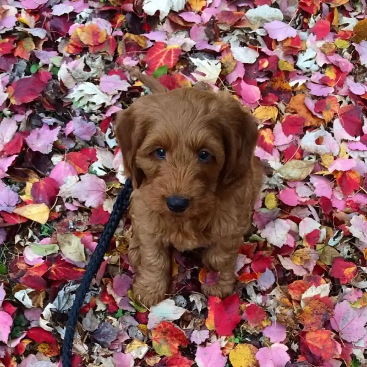 sitting on dry leaves