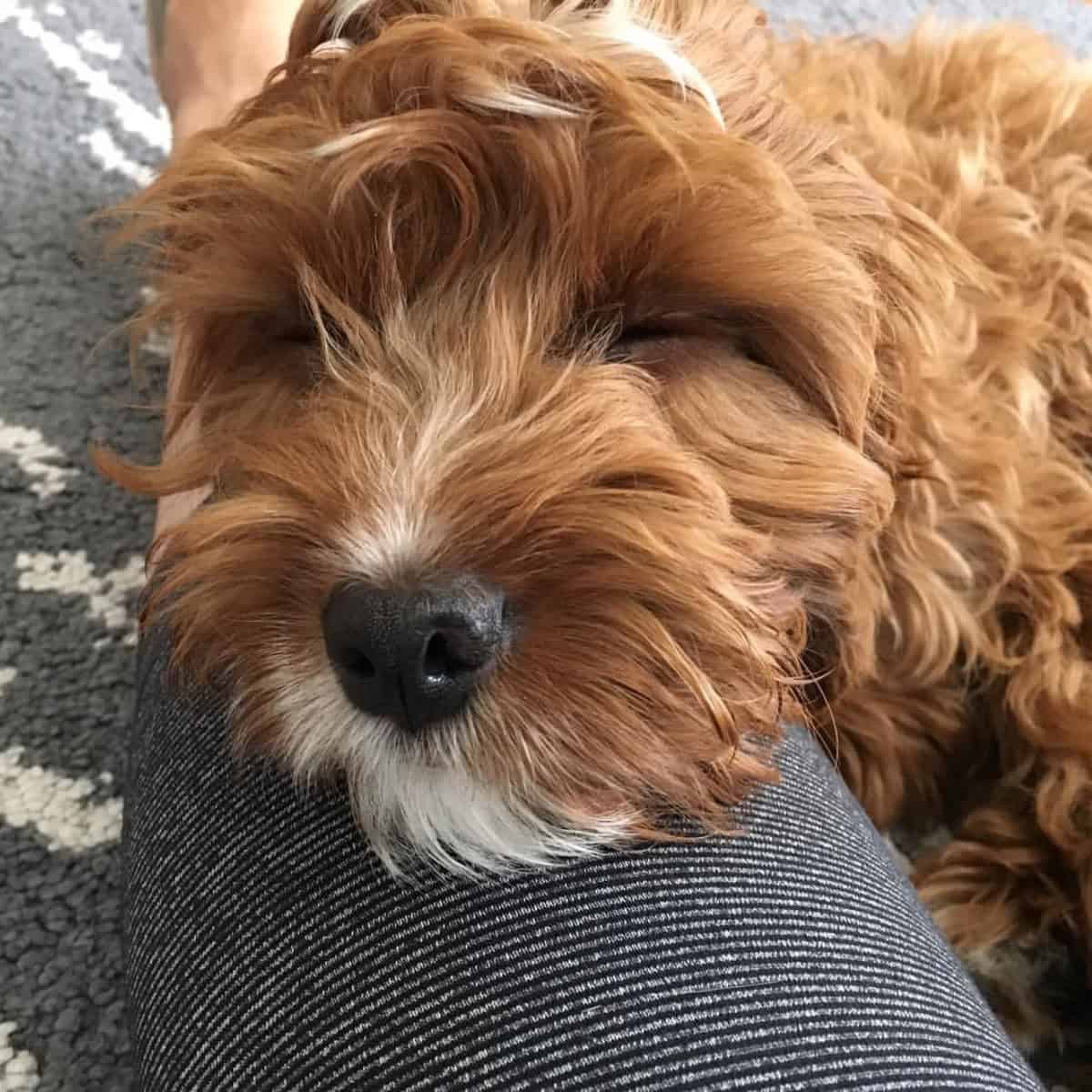sleeping Cavapoo puppy