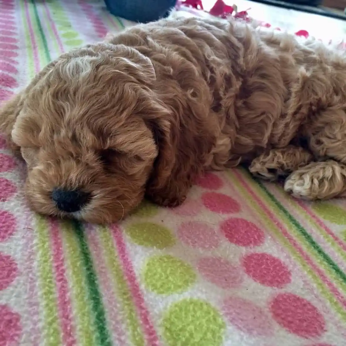 sleeping Cockapoo puppy