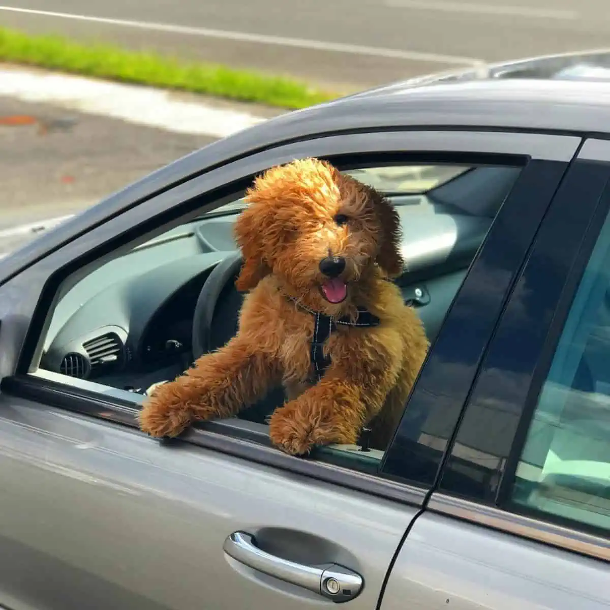 taking Mini Goldendoodle home