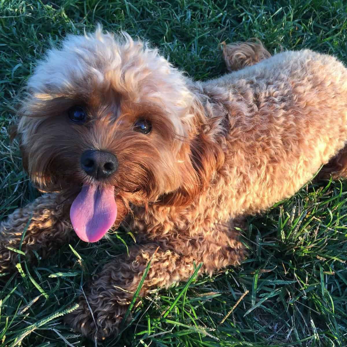 tired Cavapoo