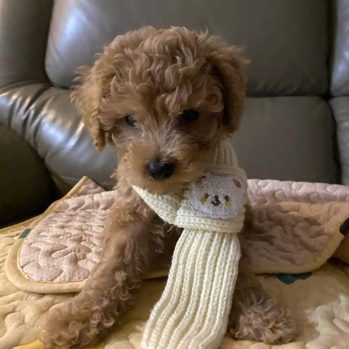 Toy Poodle puppy with scarf