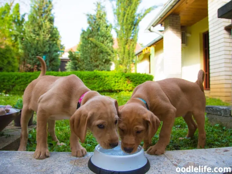 two puppies drink together