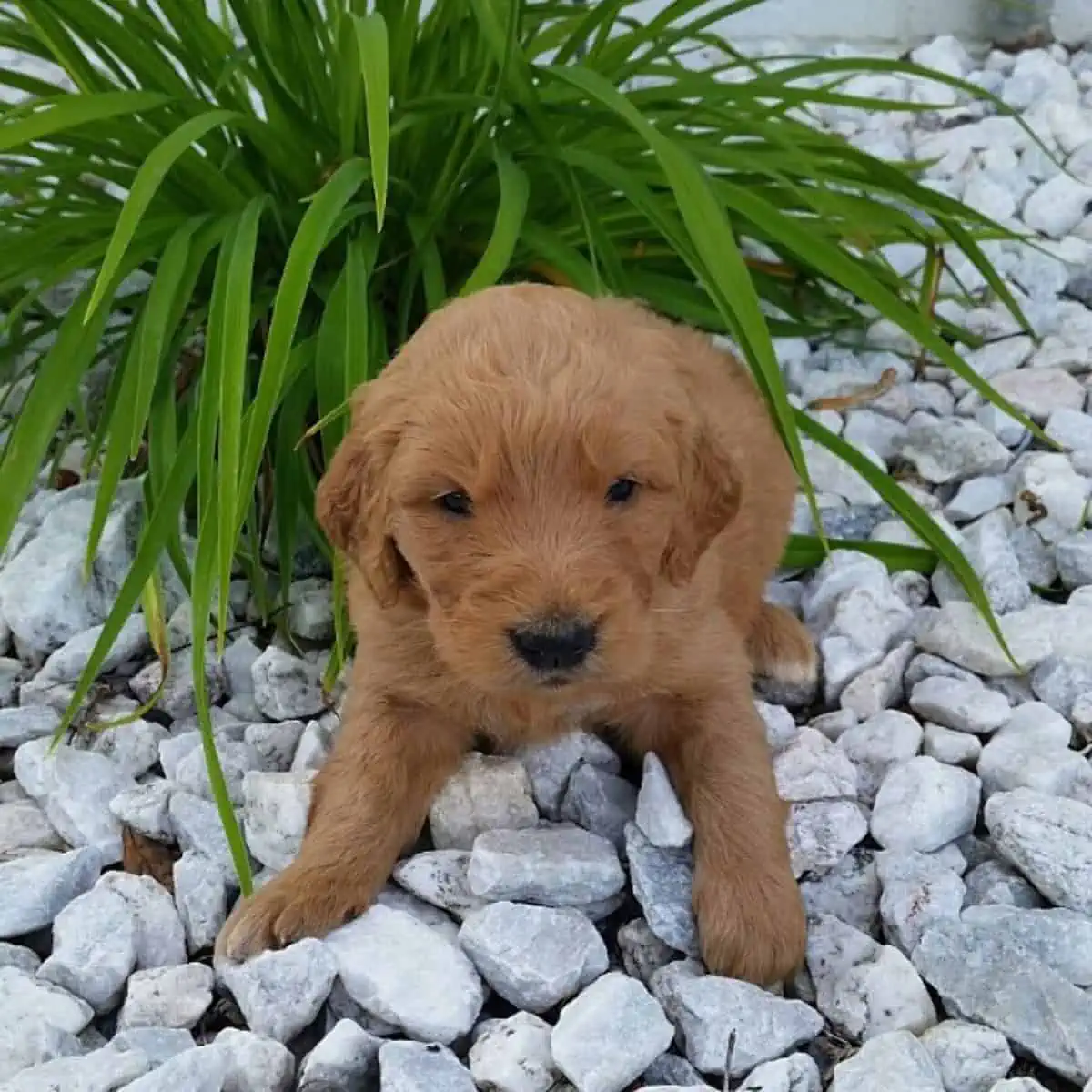 weeks old Goldendoodle puppy on the rocks