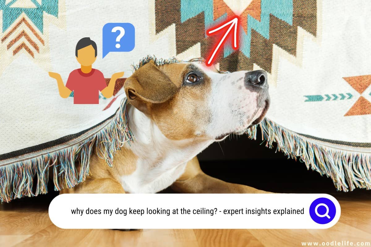 Why Does My Dog Keep Looking At The Ceiling