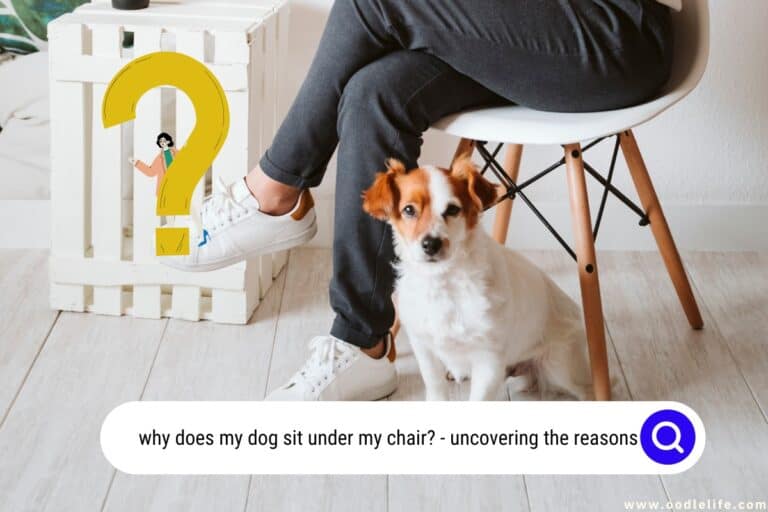 Why Does My Dog Sit Under My Chair? [7 Weird Reasons]