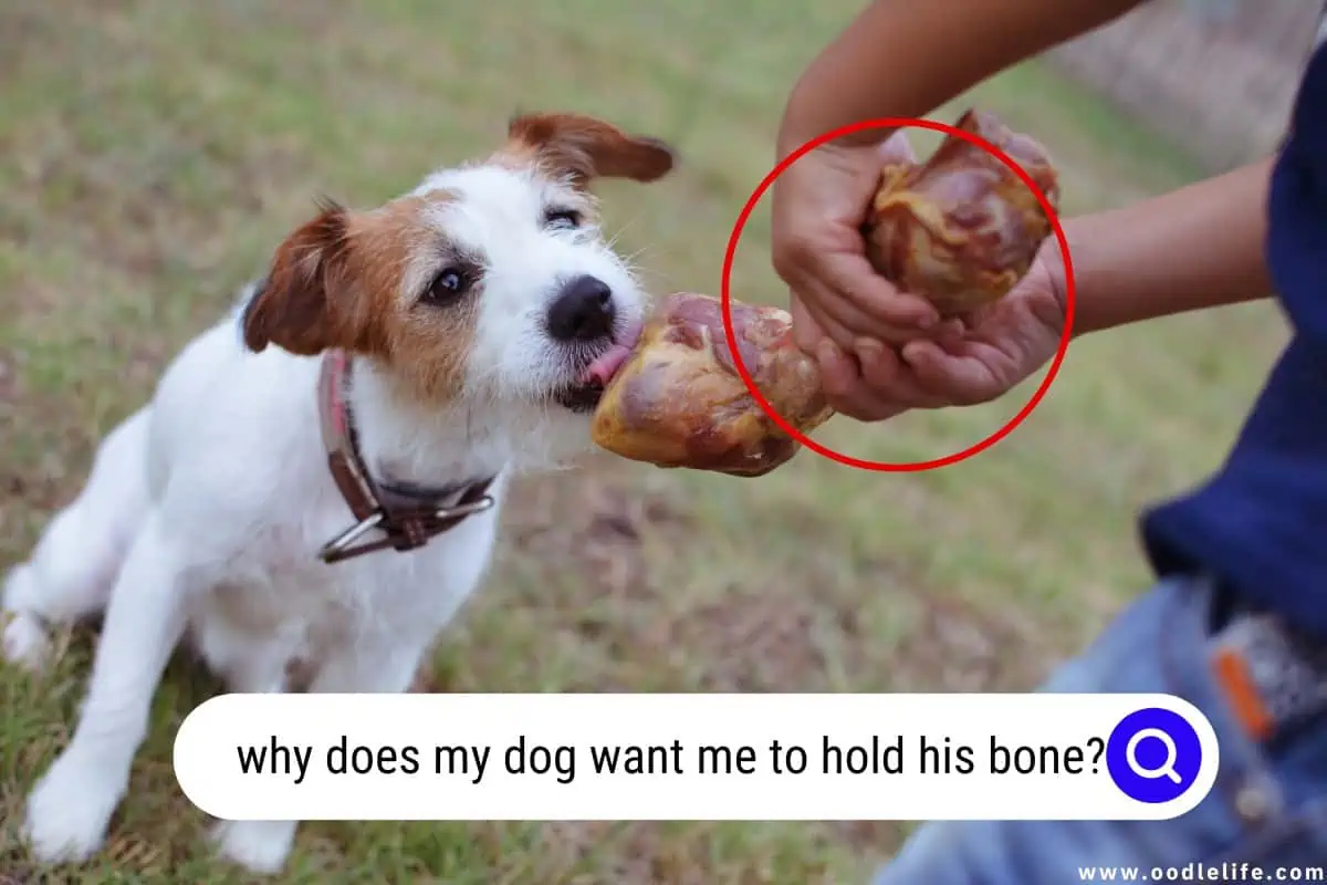 why does my dog want me to hold his bone