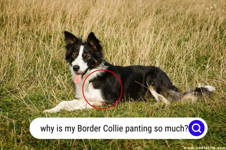 Why is my Border Collie Panting So Much? [5 ISSUES]