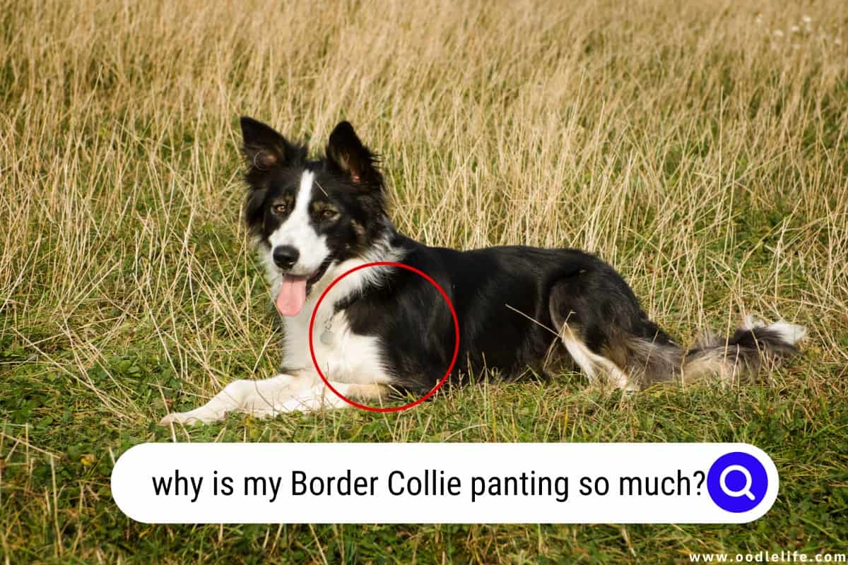 why is my Border Collie panting so much