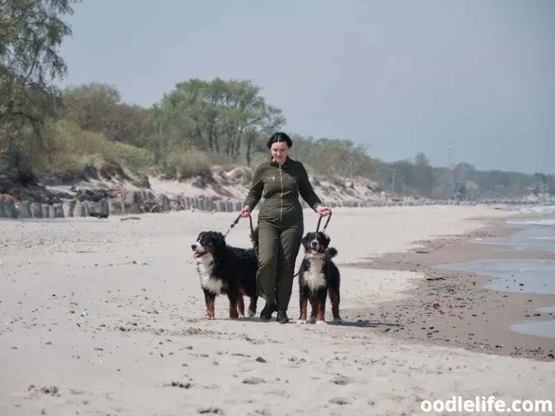 woman and Bernese Mountain Dogs