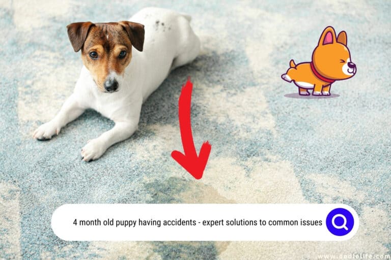 4 Month Old Puppy Having Accidents: Expert Solutions to Common Issues