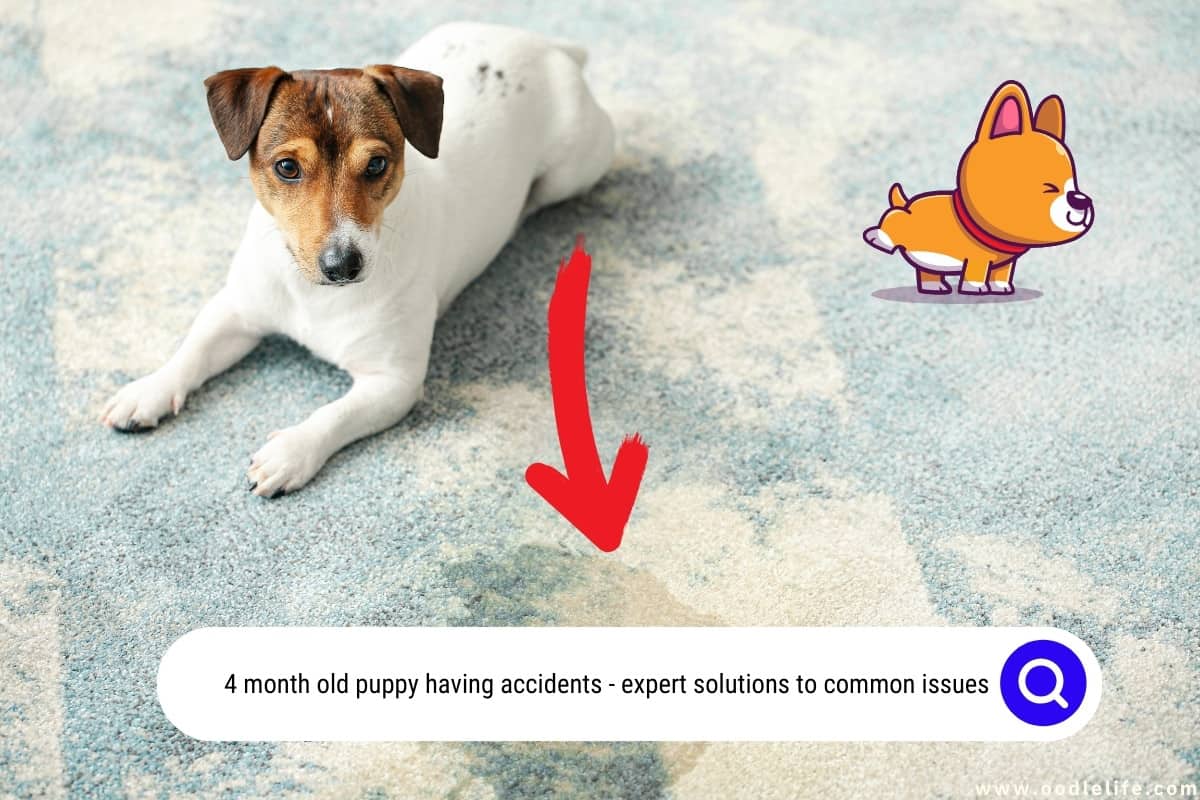 Fresh Look at 4 Month Old Puppy Having Accidents Expert Solutions To Common