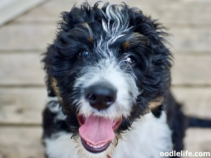 Bernedoodle looks at owner