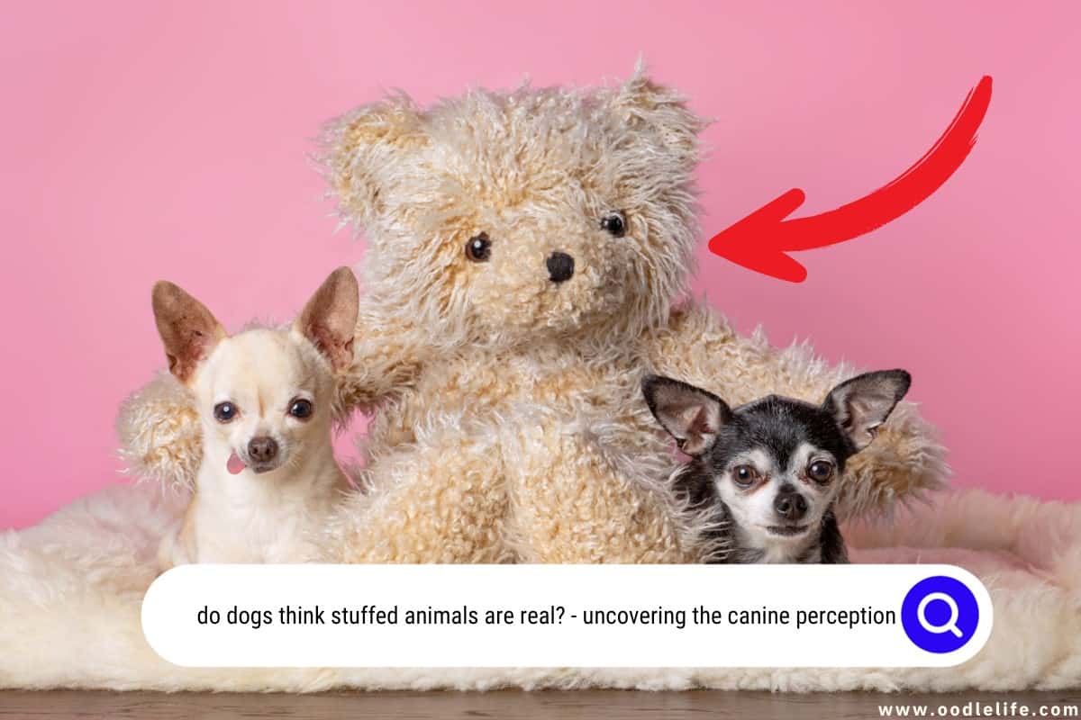 do dogs think stuffed animals are real