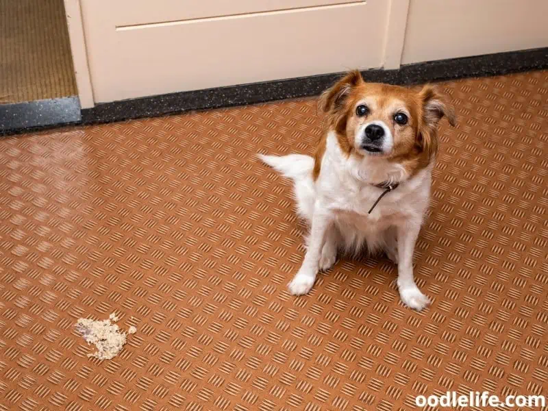 dog feels bad upon vomit
