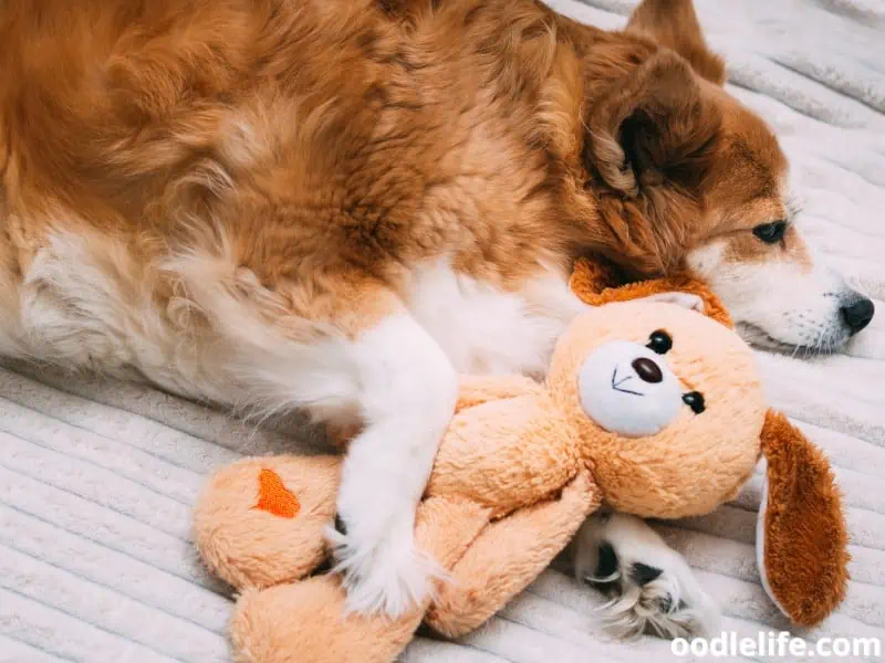 dog hugs favorite toy