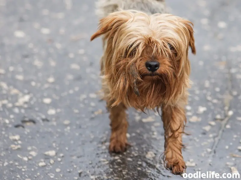 dog walks on wet road