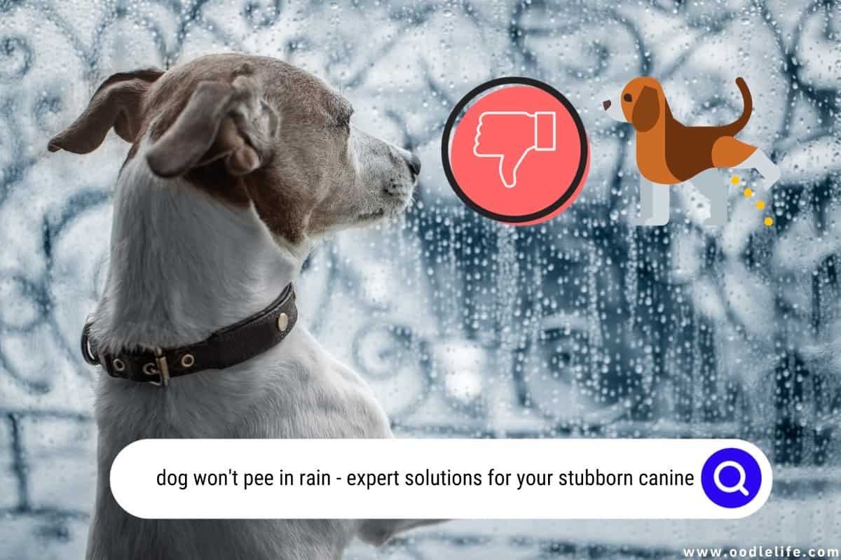 Dog Won't Pee In Rain Expert Solutions For Your Stubborn Canine Oodle Life