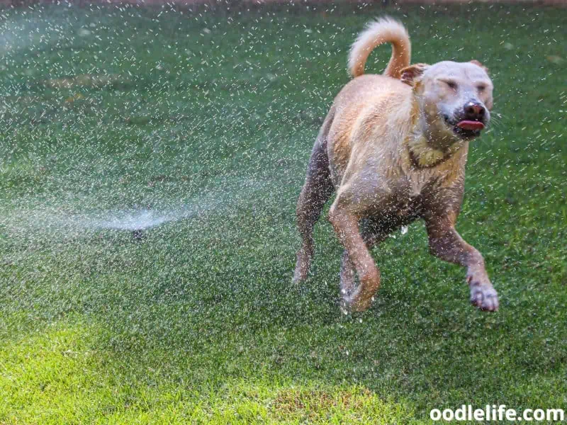 garden sprinkler bursts on dog