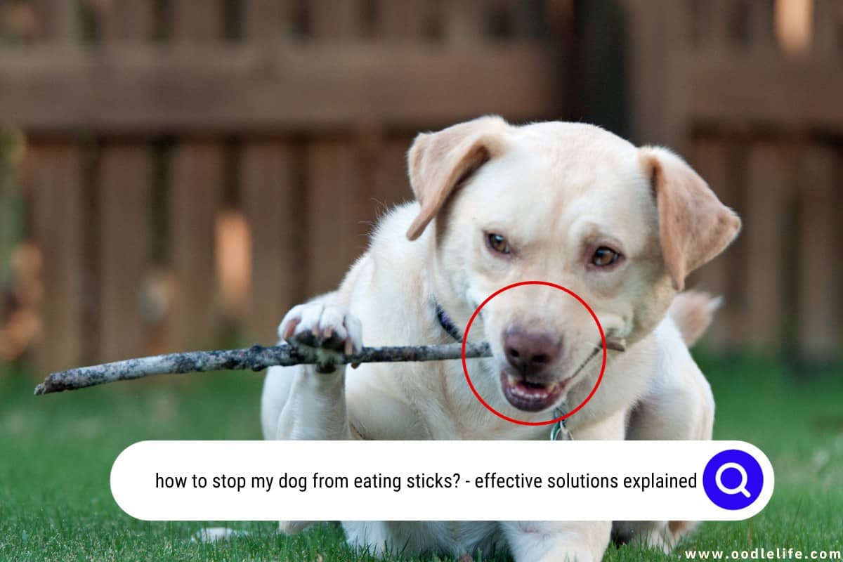 How To Stop My Dog From Eating Sticks? Effective Solutions Explained