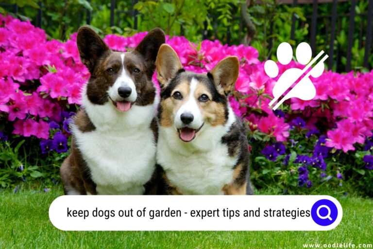 Keep Dogs Out of Garden: Expert Tips and Strategies