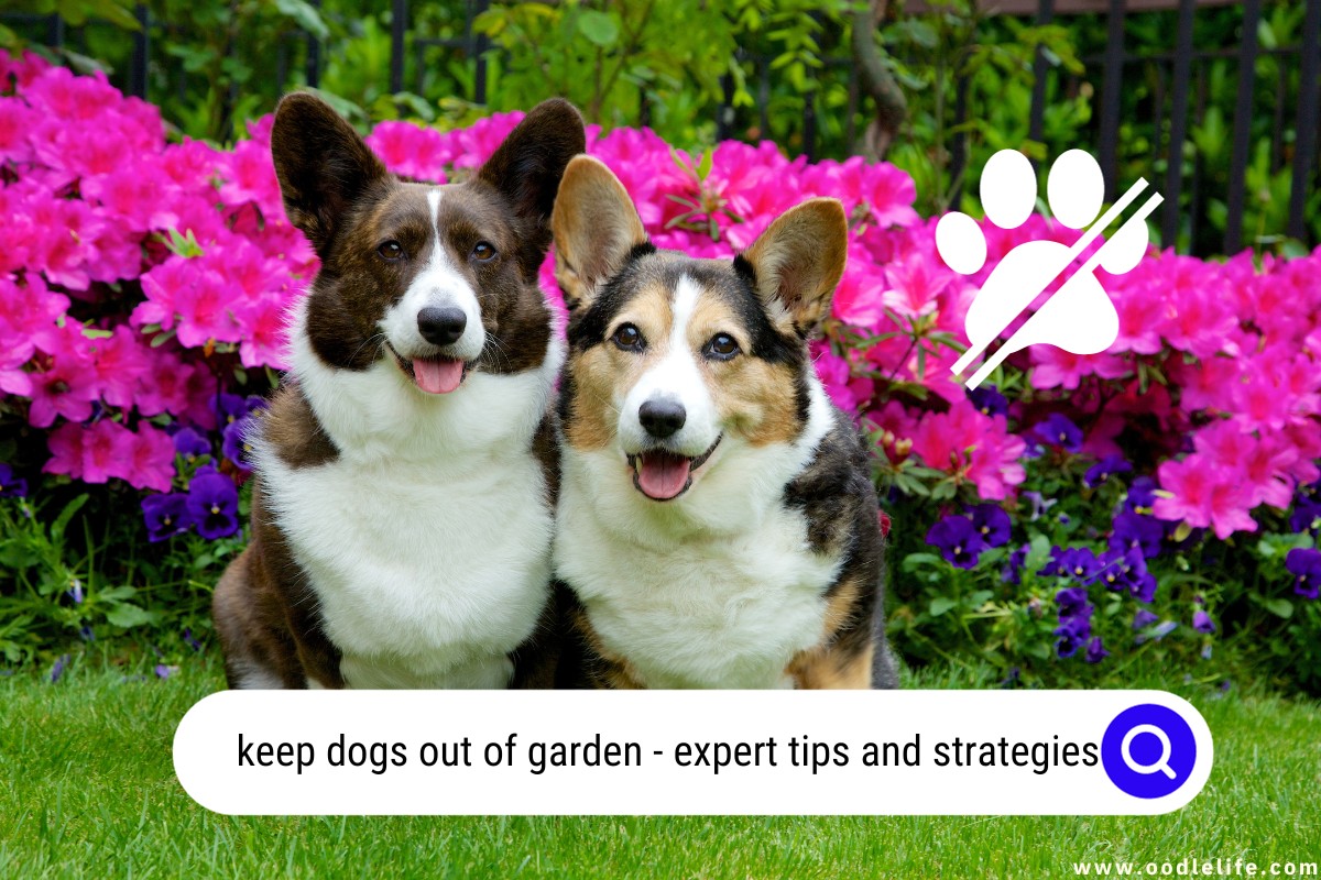 keep dogs out of garden
