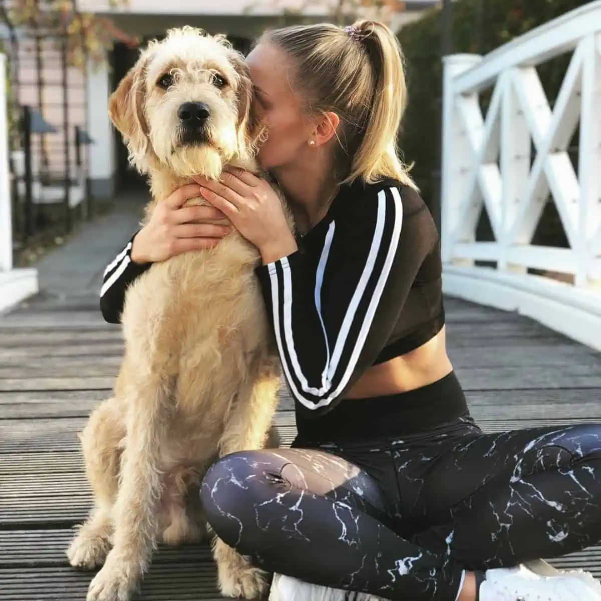 Labradoodle kissed by owner