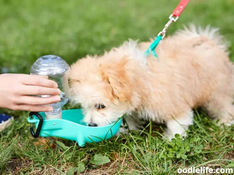 Maltipoo drinks water outdoors