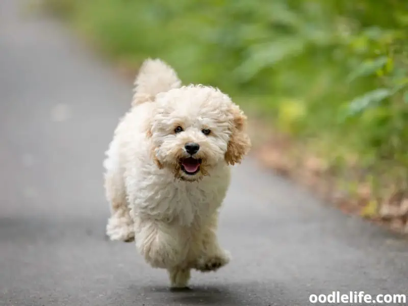 Maltipoo excited and happy