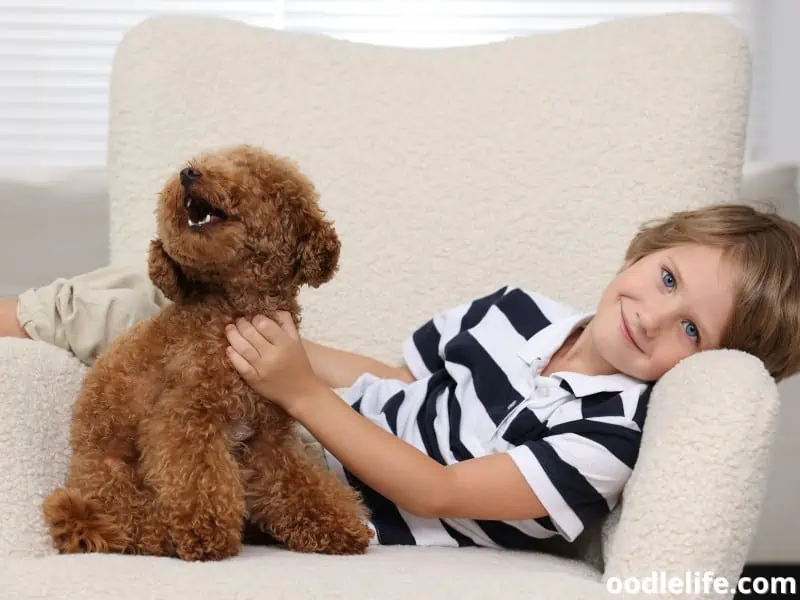 Maltipoo gets a rub
