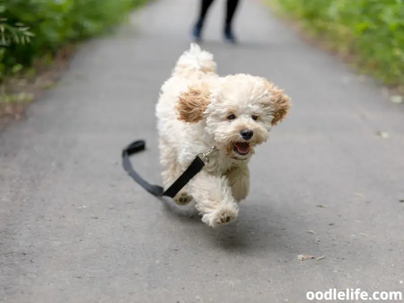 Maltipoo gets away from owner