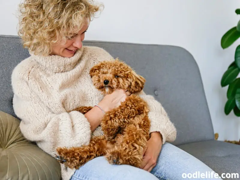 Maltipoo gets rubs from a woman