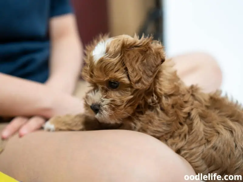 Maltipoo puppy being trained