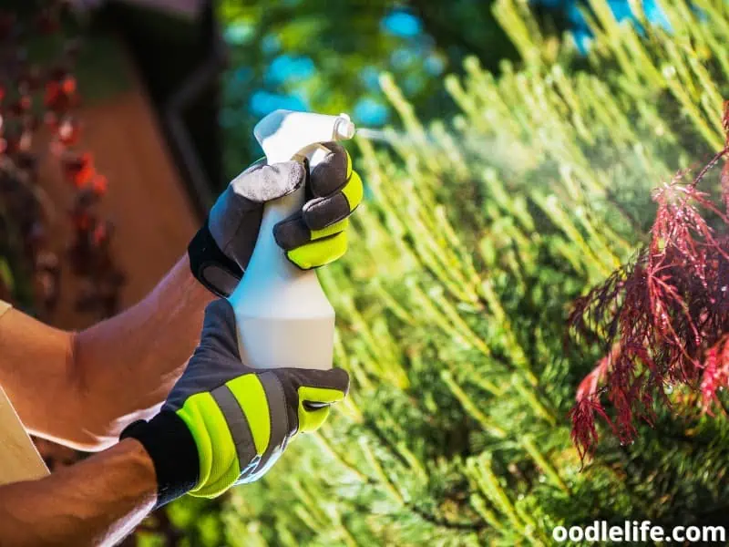 man sprays on plants