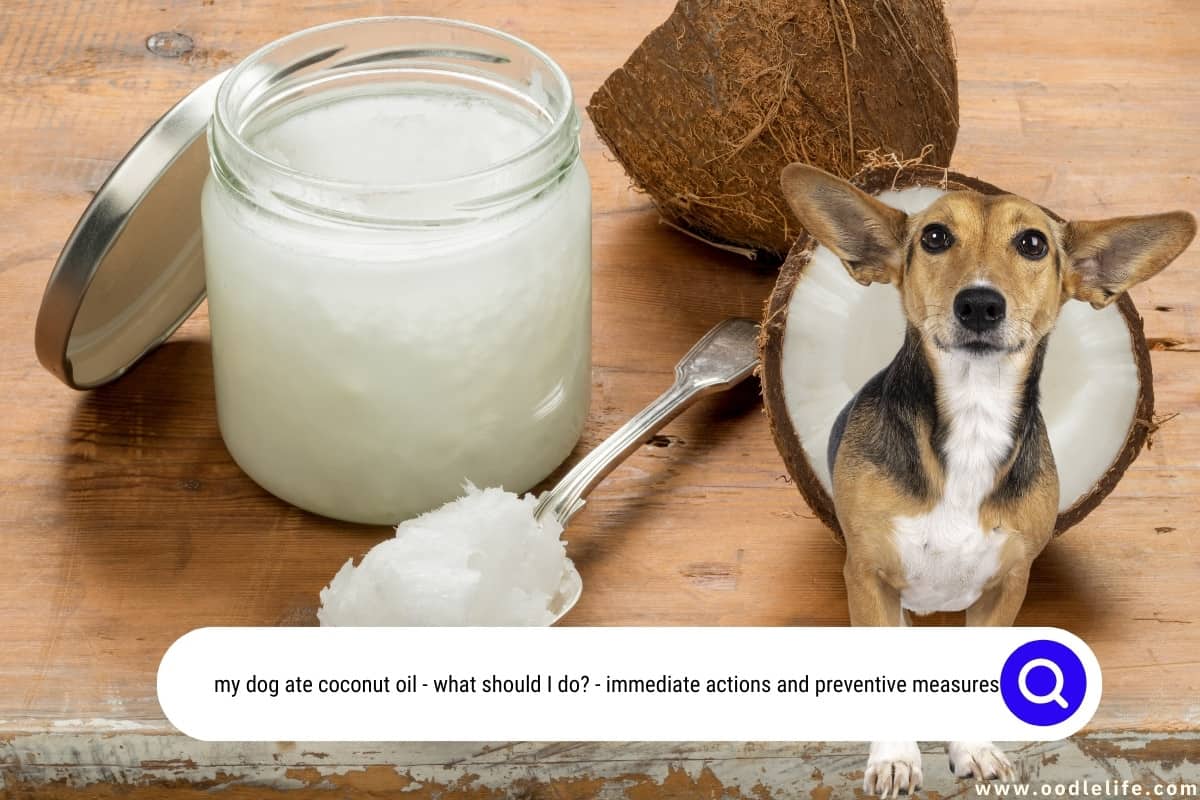 my dog ate coconut oil: what should I do