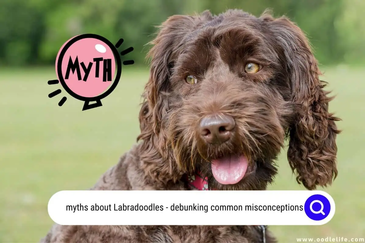 myths about Labradoodles