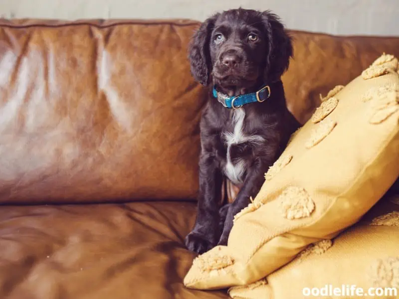 Springerdoodle sits on leather couch