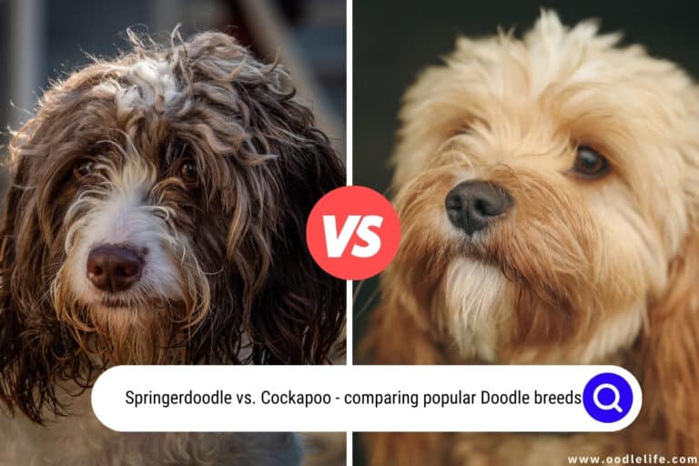 Springerdoodle vs Cockapoo: Comparing Popular Doodle Breeds