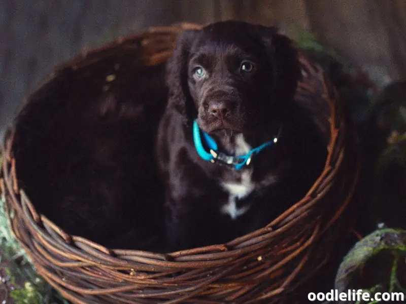 Sproodle inside a basket