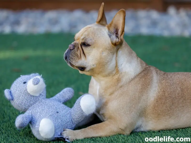 teddy bear keeps company