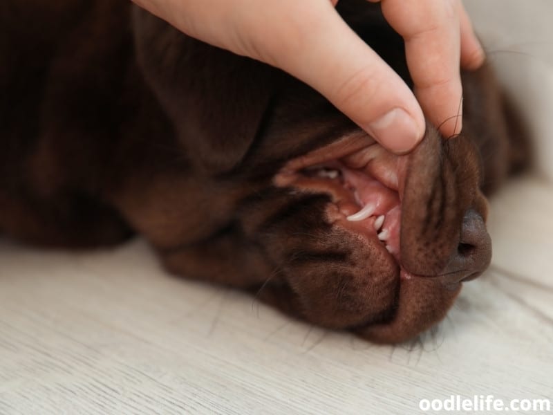 vet on a puppy dental check up