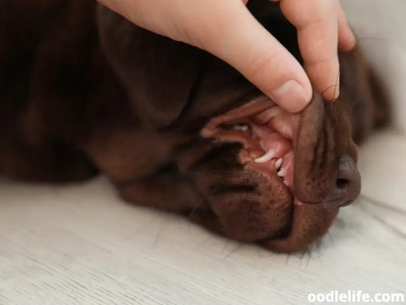 vet on a puppy dental check up