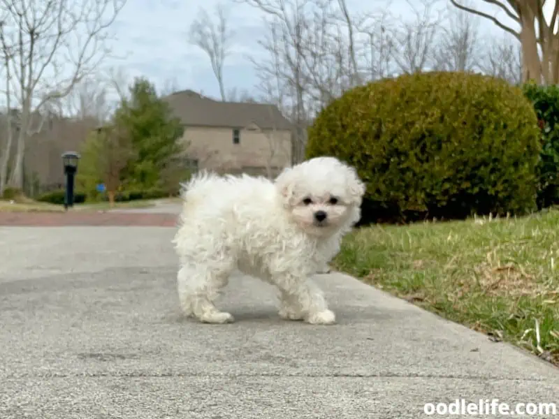 white Maltipoo looks at owner