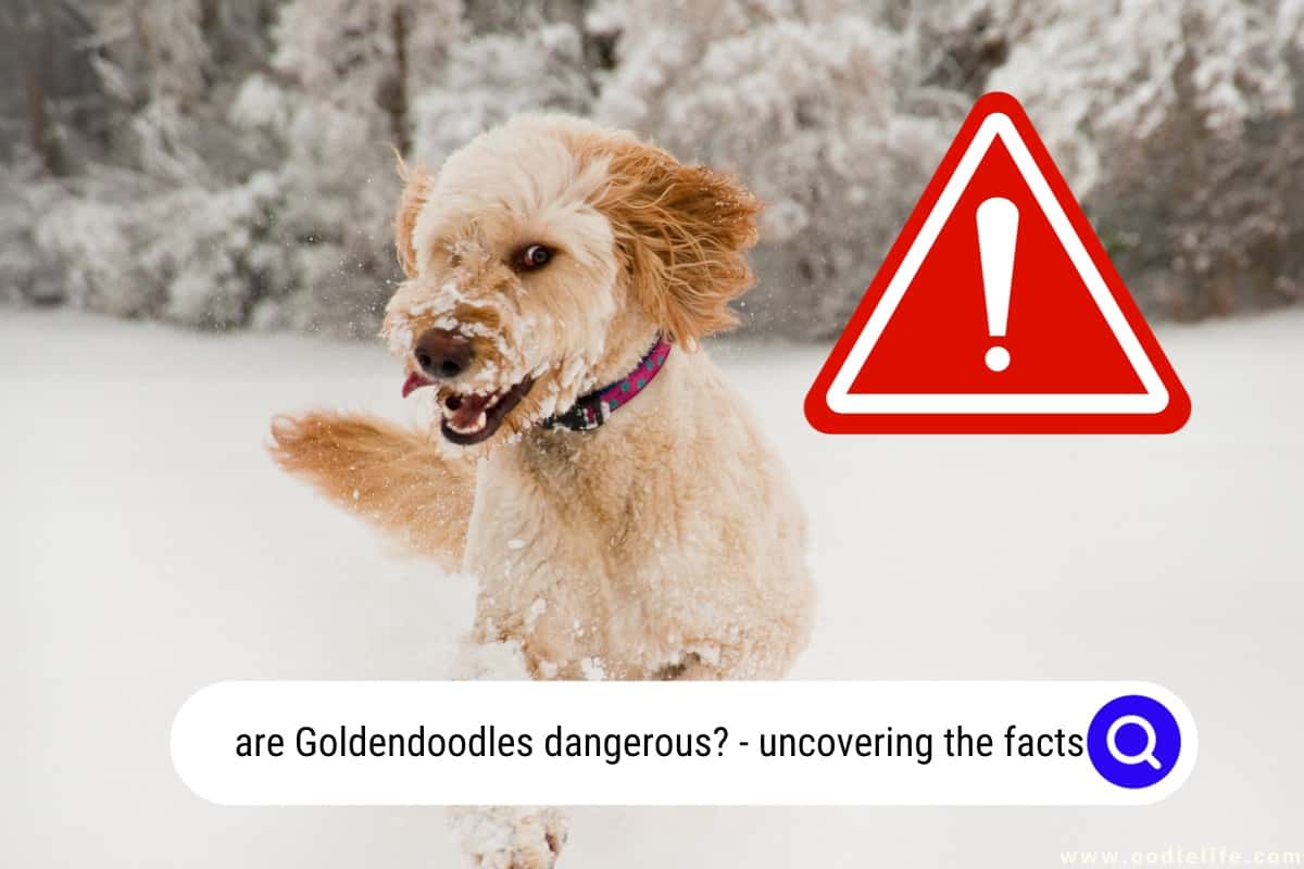 Are Goldendoodles Dangerous? Uncovering The Facts Oodle Life