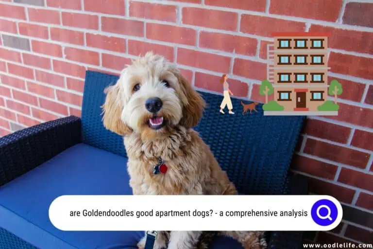 Are Goldendoodles Good Apartment Dogs?