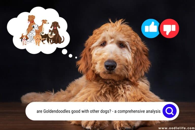 Are Goldendoodles Good with Other Dogs? [Sometimes…]