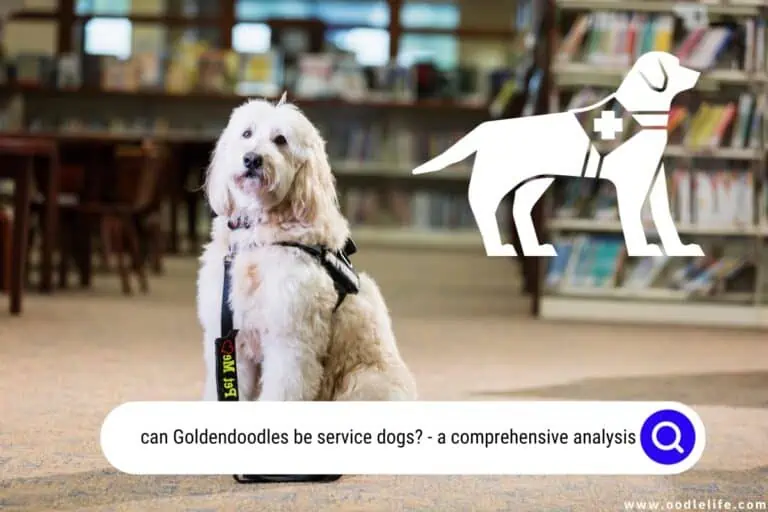 Can Goldendoodles Be Service Dogs? A Comprehensive Analysis